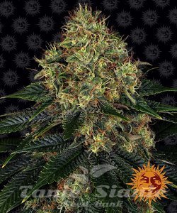 Skywalker OG Auto - BARNEY'S FARM - 1