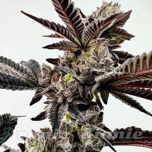 Slaphappy - EXOTIC GENETIX - 3