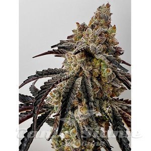 Slaphappy - EXOTIC GENETIX - 2