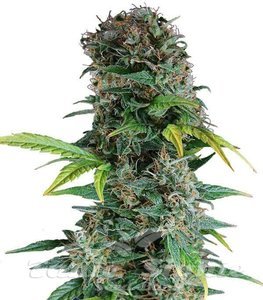 Somango Auto - 1