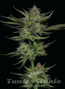 Sour Apple Auto - HUMBOLDT SEED COMPANY - 1