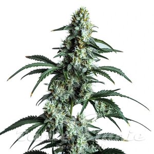 Blimburn Seeds