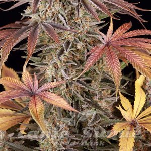 Sour Strawberry - BARNEY'S FARM - 4