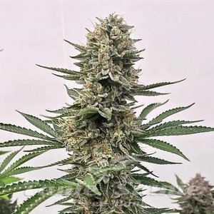 Atlas Seeds