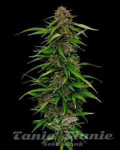 Squirt Auto - HUMBOLDT SEEDS COMPANY - 1