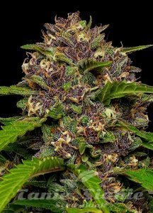 Squirt - HUMBOLDT SEED COMPANY - 2