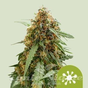 Sticky Queen Auto - ROYAL QUEEN SEEDS - 1
