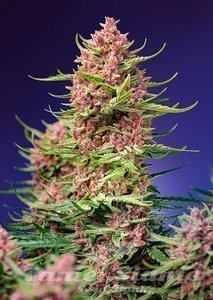 Strawberry Cola Sherbet F1 Fast Version - SWEET SEEDS - 1