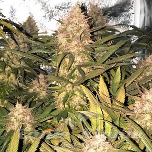 Strawberry Cough - 1