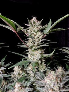 Strawberry Gorilla Auto - FASTBUDS - 2