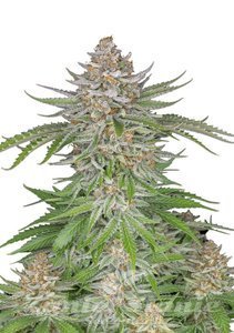 Strawberry Pie Auto - FASTBUDS - 1
