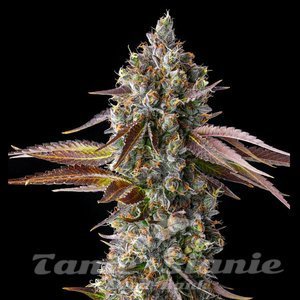 Strawberry Skrilla - COMPOUND GENETICS - 1