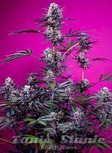 Studio 54 Stardust Auto - SWEET SEEDS - 1