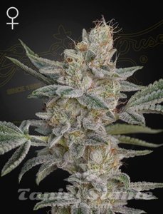 Super Lemon Haze x RS11 - GREEN HOUSE SEEDS - 2