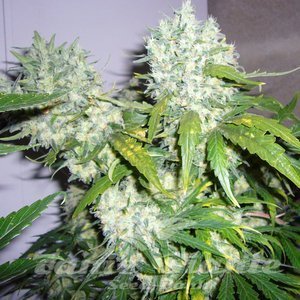 Super Skunk - 1