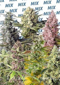 Sweet Mix - SWEET SEEDS - 1