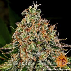 Tangerine Dream Auto - BARNEY'S FARM - 3