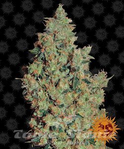 Tangerine Dream - BARNEY’S FARM - 1