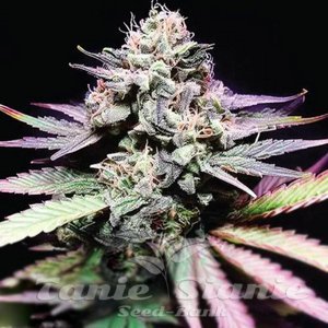 Tangie Purple Punch - 1