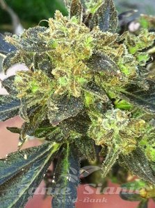 Boss Hogg - THE CALI CONNECTION - 2