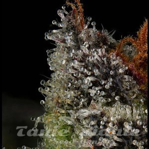 The Scrooge - COMPOUND GENETICS - 3