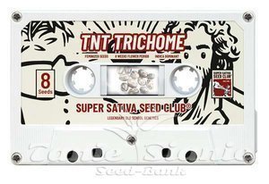TnT Trichome - Super Sativa Seed Club - 4