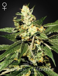 Train Wreck - 1