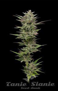 Trainwreck Auto - HUMBOLDT SEED COMPANY - 1