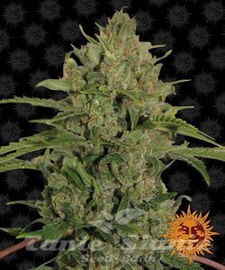 Triple Cheese - BARNEY'S FARM - 1