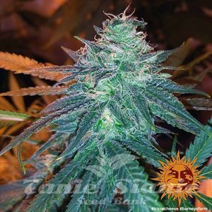 Triple Cheese - BARNEY'S FARM - 2