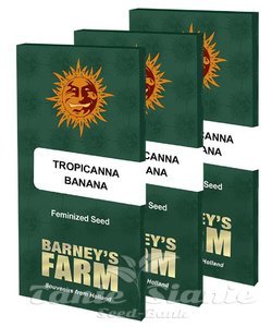 Tropicanna Banana - BARNEY'S FARM - 8