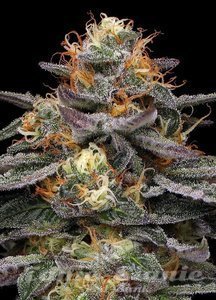 Vanilla Frosting - HUMBOLDT SEED COMPANY - 2