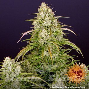 Wedding Cake Auto - BARNEY'S FARM - 2