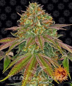 Wedding Cake - BARNEY'S FARM - 1