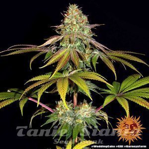 Wedding Cake - BARNEY'S FARM - 4
