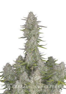 Wedding Cheesecake Auto - FASTBUDS - 1