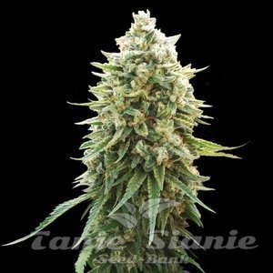 White Russian F1 - 1