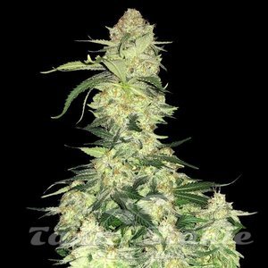 White Widow F1 - 1