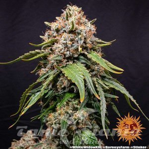 White Widow XXL - BARNEY'S FARM - 5
