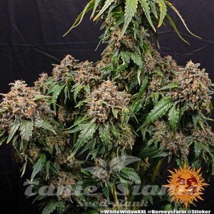 White Widow XXL - BARNEY'S FARM - 6