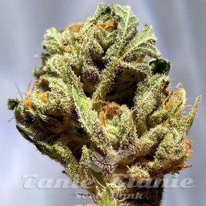 Zkittlez Fast Version - 1