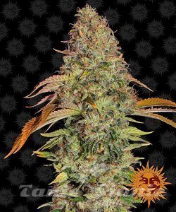Zkittlez OG Auto - BARNEY'S FARM - 1
