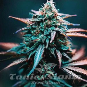 Zkittlez x Gorilla Auto - 1