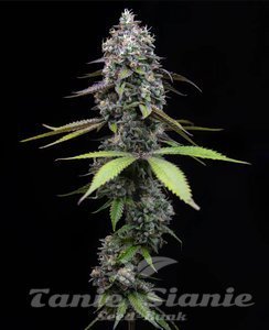 Zoap - BARNEY'S FARM - 1