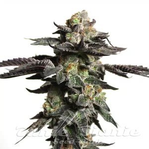 Blimburn Seeds