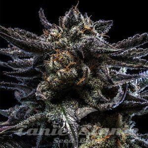 Zombie Kush Auto - RIPPER SEEDS - 1