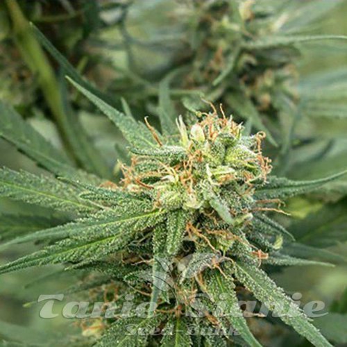 Nasiona Marihuany Pure Jack - 710 GENETICS