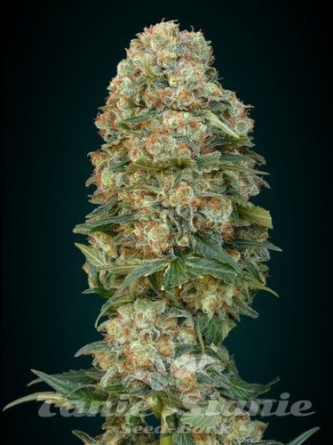 Nasiona Marihuany Feminized Collection #1 - ADVANCED SEEDS