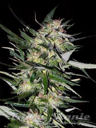 Nasiona Marihuany Jack Plant - ADVANCED SEEDS