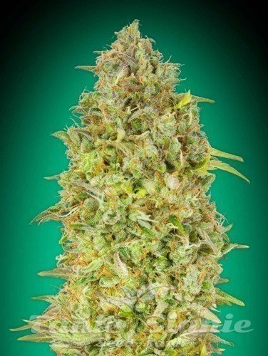 Nasiona Marihuany SKUNK 47 - ADVANCED SEEDS